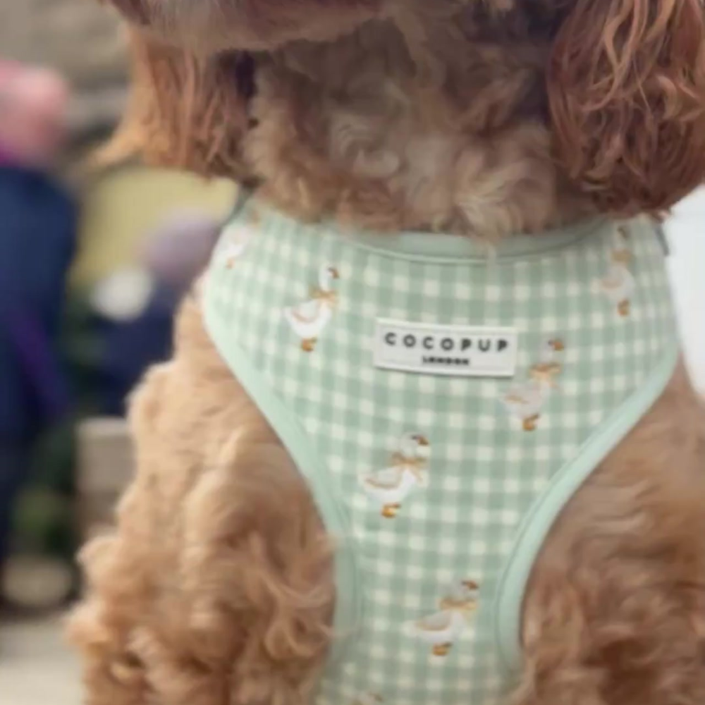 Silly Goose Adjustable Neck HARNESS