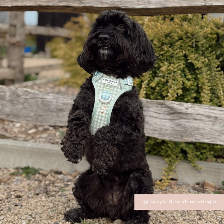 Explore Harness - Silly Goose