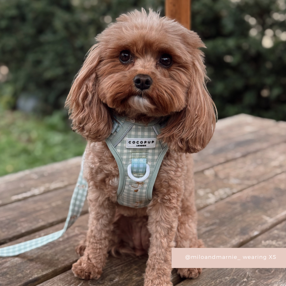 Explore Harness - Silly Goose