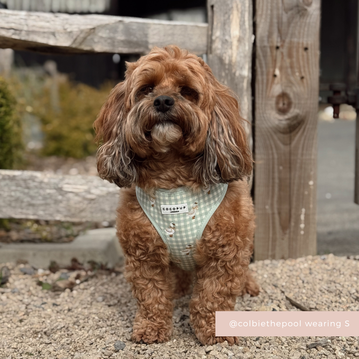 Silly Goose Adjustable Neck HARNESS