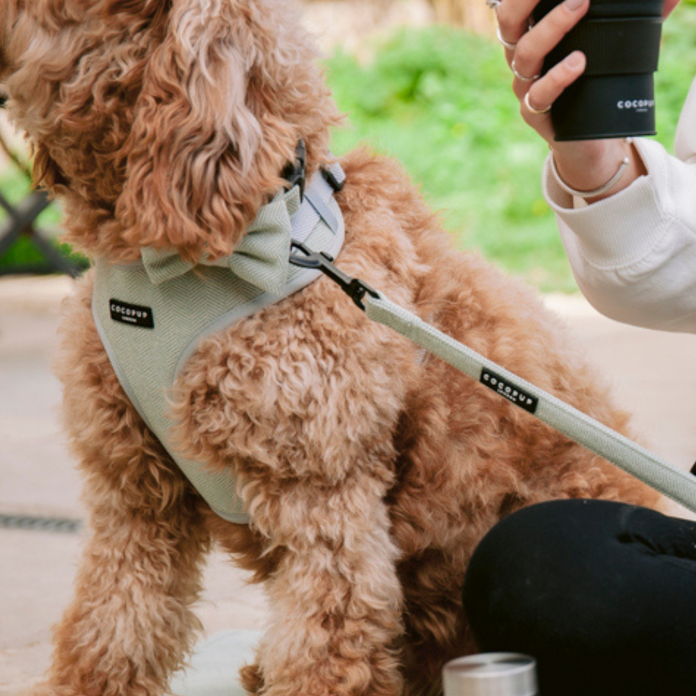 A fluffy, light brown dog wearing a gray harness and the Sage Tweed Lead from Cocopup London sits beside a person in a white sweatshirt holding a smartphone. The dog appears to be comfortably seated on the ground while the person sits close by, outdoors with greenery in the background.