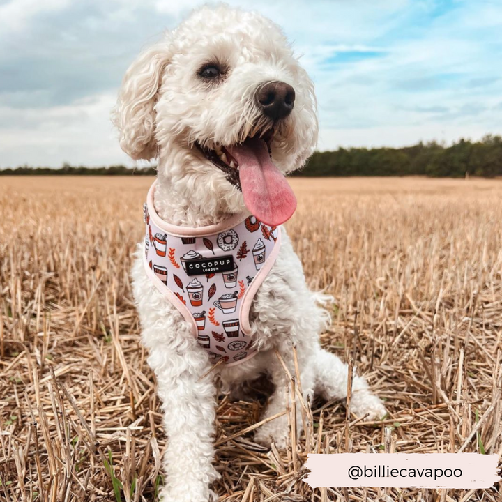 Autumn Puppuccino Adjustable Neck Harness