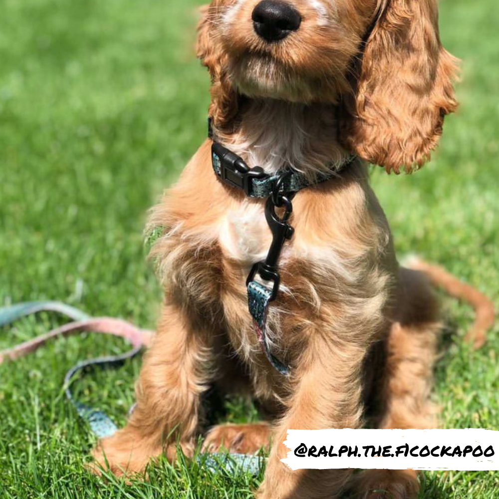 Khaki Leopard Lead - Puppy